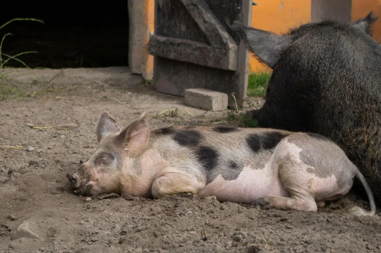 Da li spuštati cijenu kad nema prodaje? Greška koju pravi većina farmera