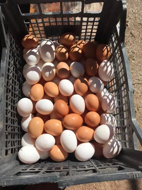 DOMAĆA  JAJA