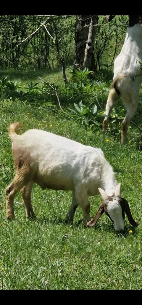 Na prodaju burska grla 3
