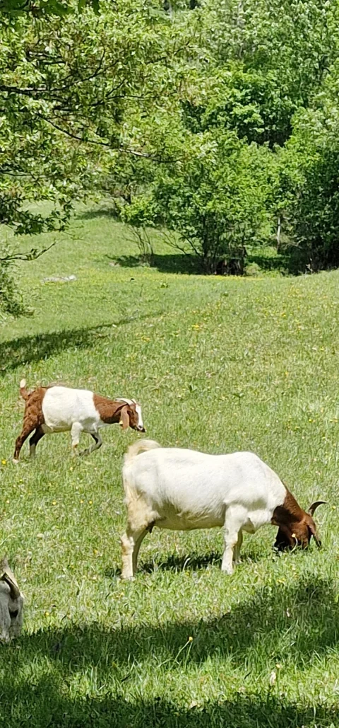 Na prodaju burska grla
