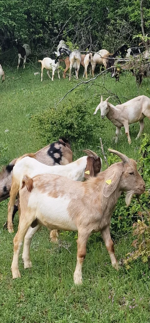 Nubijska muška jarad