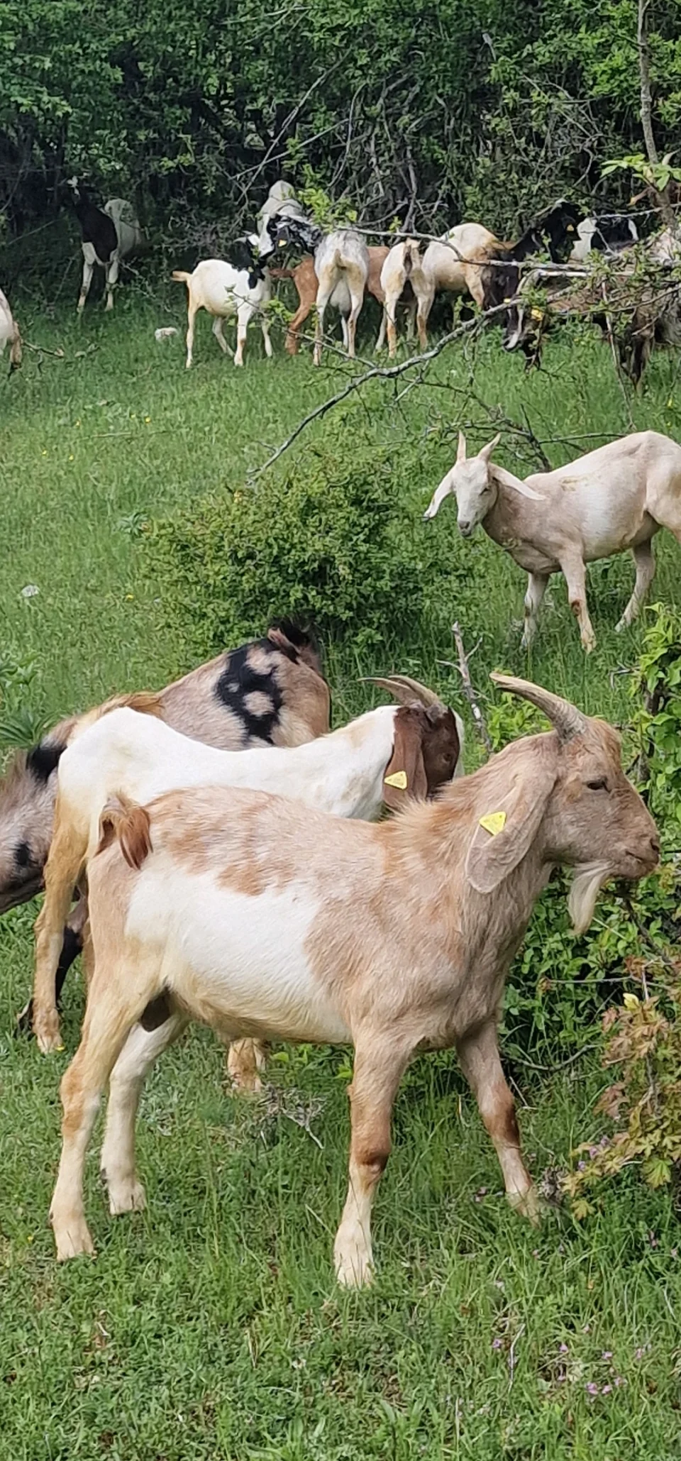 Nubijska muška jarad
