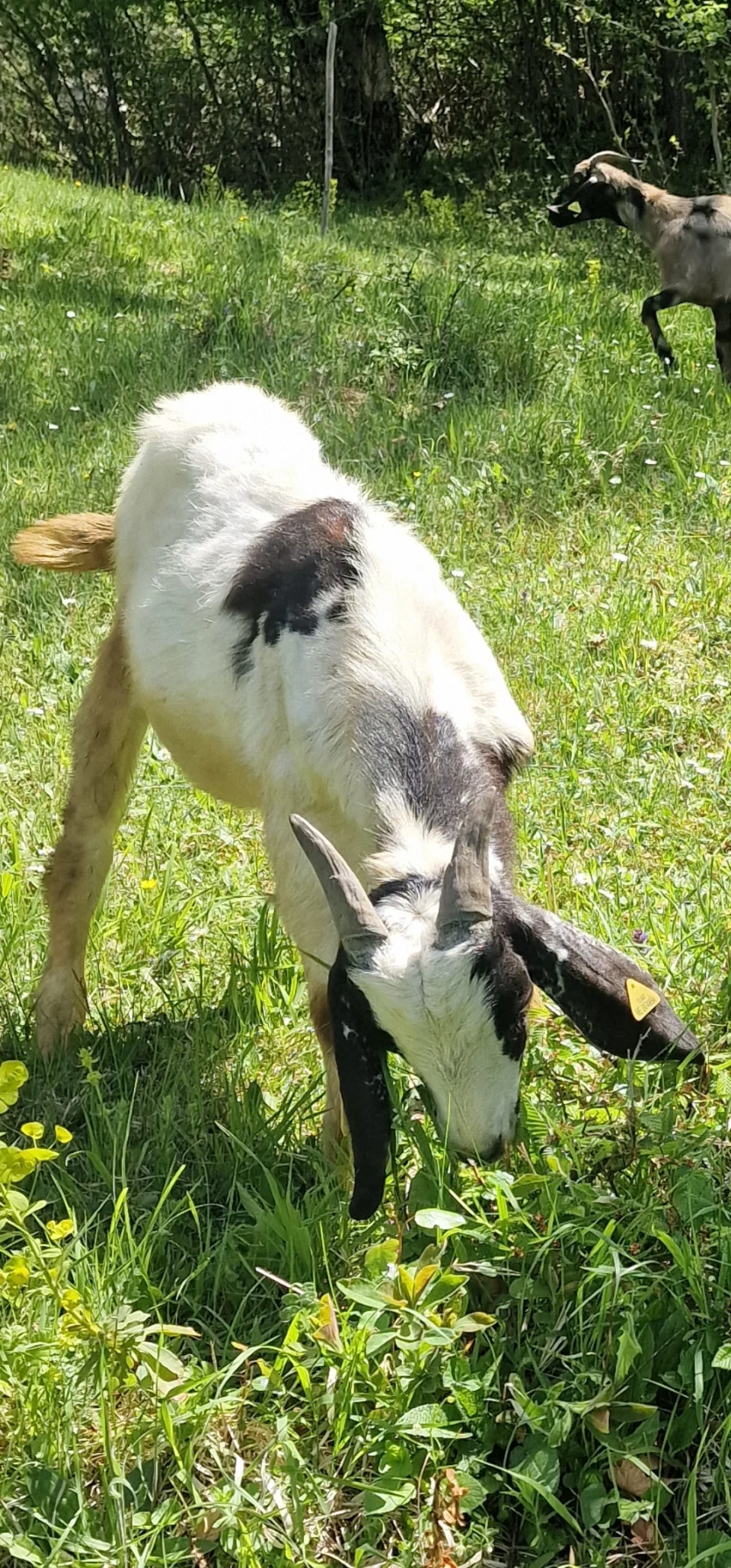 Nubijska muška jarad