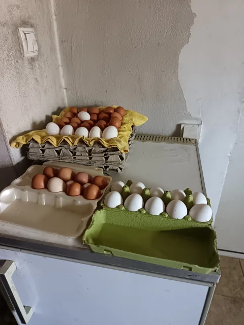 Prodajem domaća jaja